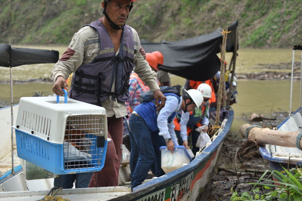 Rescate de fauna en Hidroituango
Rescate de fauna en Hidroituango
Fecha: Junio 27 2018.
Para descargar esta fotografía en alta resolución, haga clic sobre la imagen hasta que la misma se despliegue en la pantalla completa; luego dé clic derecho y elija la opción "guardar imagen como". 
En caso de publicación por cualquier medio, solicitamos acompañarla del crédito: "Foto EPM"
Palabras clave: Rescate de fauna en Hidroituango