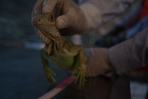 Rescate de fauna en Hidroituango
Rescate de fauna en Hidroituango
Fecha: Junio 27 2018.
Para descargar esta fotografía en alta resolución, haga clic sobre la imagen hasta que la misma se despliegue en la pantalla completa; luego dé clic derecho y elija la opción "guardar imagen como". 
En caso de publicación por cualquier medio, solicitamos acompañarla del crédito: "Foto EPM"
Palabras clave: Rescate de fauna en Hidroituango