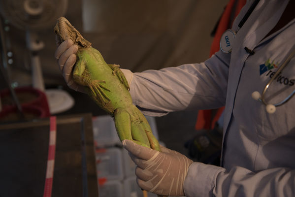 Rescate de fauna en Hidroituango
Rescate de fauna en Hidroituango
Fecha: Junio 27 2018.
Para descargar esta fotografía en alta resolución, haga clic sobre la imagen hasta que la misma se despliegue en la pantalla completa; luego dé clic derecho y elija la opción "guardar imagen como". 
En caso de publicación por cualquier medio, solicitamos acompañarla del crédito: "Foto EPM"
Palabras clave: Rescate de fauna en Hidroituango