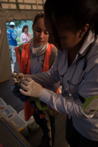 Rescate de fauna en Hidroituango
Rescate de fauna en Hidroituango
Fecha: Junio 27 2018.
Para descargar esta fotografía en alta resolución, haga clic sobre la imagen hasta que la misma se despliegue en la pantalla completa; luego dé clic derecho y elija la opción "guardar imagen como". 
En caso de publicación por cualquier medio, solicitamos acompañarla del crédito: "Foto EPM"
Palabras clave: Rescate de fauna en Hidroituango