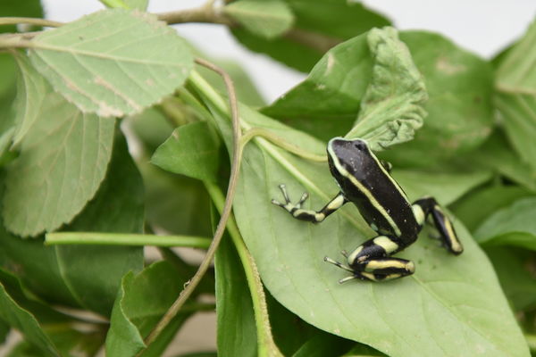 Rescate de fauna en Hidroituango
Rescate de fauna en Hidroituango
Fecha: Junio 27 2018.
Para descargar esta fotografía en alta resolución, haga clic sobre la imagen hasta que la misma se despliegue en la pantalla completa; luego dé clic derecho y elija la opción "guardar imagen como". 
En caso de publicación por cualquier medio, solicitamos acompañarla del crédito: "Foto EPM"
Palabras clave: Rescate de fauna en Hidroituango