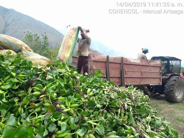 Manejo control buchón agua materiales flotantes embalse proyecto Ituango
Manejo y control buchón de agua y materiales flotantes embalse proyecto Ituango
Fecha: Mayo 3 2019
Para descargar esta fotografía en alta resolución, haga clic sobre la imagen hasta que la misma se despliegue en la pantalla completa; luego dé clic derecho y elija la opción "guardar imagen como". 
En caso de publicación por cualquier medio, solicitamos acompañarla del crédito: "Foto EPM"
Palabras clave: Manejo control buchón agua materiales flotantes embalse proyecto Ituango