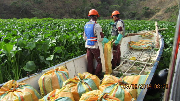 Manejo control buchón agua materiales flotantes embalse proyecto Ituango
Manejo y control buchón de agua y materiales flotantes embalse proyecto Ituango
Fecha: Mayo 3 2019
Para descargar esta fotografía en alta resolución, haga clic sobre la imagen hasta que la misma se despliegue en la pantalla completa; luego dé clic derecho y elija la opción "guardar imagen como". 
En caso de publicación por cualquier medio, solicitamos acompañarla del crédito: "Foto EPM"
Palabras clave: Manejo control buchón agua materiales flotantes embalse proyecto Ituango