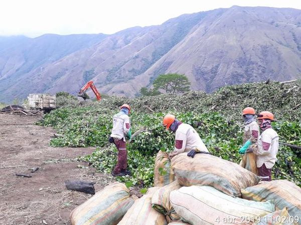 Manejo control buchón agua materiales flotantes embalse proyecto Ituango
Manejo y control buchón de agua y materiales flotantes embalse proyecto Ituango
Fecha: Mayo 3 2019
Para descargar esta fotografía en alta resolución, haga clic sobre la imagen hasta que la misma se despliegue en la pantalla completa; luego dé clic derecho y elija la opción "guardar imagen como". 
En caso de publicación por cualquier medio, solicitamos acompañarla del crédito: "Foto EPM"
Palabras clave: Manejo control buchón agua materiales flotantes embalse proyecto Ituango