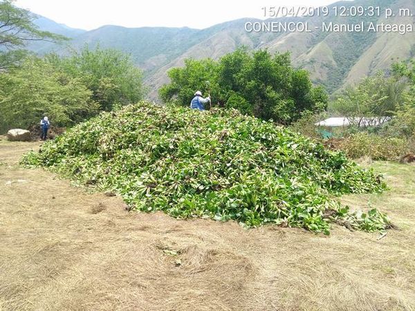 Manejo control buchón agua materiales flotantes embalse proyecto Ituango
Manejo y control buchón de agua y materiales flotantes embalse proyecto Ituango
Fecha: Mayo 3 2019
Para descargar esta fotografía en alta resolución, haga clic sobre la imagen hasta que la misma se despliegue en la pantalla completa; luego dé clic derecho y elija la opción "guardar imagen como". 
En caso de publicación por cualquier medio, solicitamos acompañarla del crédito: "Foto EPM"
Palabras clave: Manejo control buchón agua materiales flotantes embalse proyecto Ituango