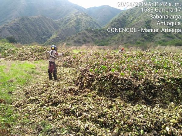 Manejo control buchón agua materiales flotantes embalse proyecto Ituango
Manejo y control buchón de agua y materiales flotantes embalse proyecto Ituango
Fecha: Mayo 3 2019
Para descargar esta fotografía en alta resolución, haga clic sobre la imagen hasta que la misma se despliegue en la pantalla completa; luego dé clic derecho y elija la opción "guardar imagen como". 
En caso de publicación por cualquier medio, solicitamos acompañarla del crédito: "Foto EPM"
Palabras clave: Manejo control buchón agua materiales flotantes embalse proyecto Ituango