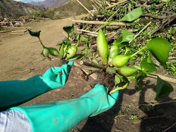 Manejo control buchón agua materiales flotantes embalse proyecto Ituango
Manejo y control buchón de agua y materiales flotantes embalse proyecto Ituango
Fecha: Mayo 3 2019
Para descargar esta fotografía en alta resolución, haga clic sobre la imagen hasta que la misma se despliegue en la pantalla completa; luego dé clic derecho y elija la opción "guardar imagen como". 
En caso de publicación por cualquier medio, solicitamos acompañarla del crédito: "Foto EPM"
Palabras clave: Manejo control buchón agua materiales flotantes embalse proyecto Ituango