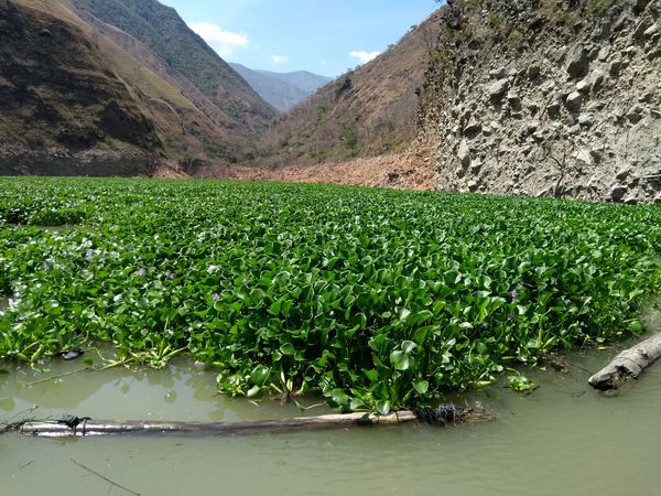 Manejo control buchón agua materiales flotantes embalse proyecto Ituango
Manejo y control buchón de agua y materiales flotantes embalse proyecto Ituango
Fecha: Mayo 3 2019
Para descargar esta fotografía en alta resolución, haga clic sobre la imagen hasta que la misma se despliegue en la pantalla completa; luego dé clic derecho y elija la opción "guardar imagen como". 
En caso de publicación por cualquier medio, solicitamos acompañarla del crédito: "Foto EPM"
Palabras clave: Manejo control buchón agua materiales flotantes embalse proyecto Ituango