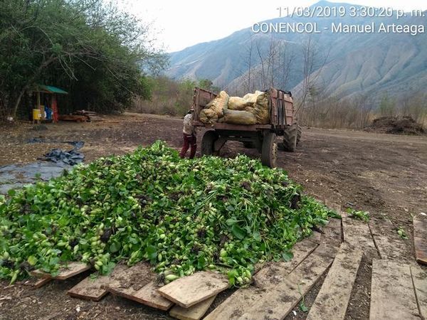 Manejo control buchón agua materiales flotantes embalse proyecto Ituango
Manejo y control buchón de agua y materiales flotantes embalse proyecto Ituango
Fecha: Mayo 3 2019
Para descargar esta fotografía en alta resolución, haga clic sobre la imagen hasta que la misma se despliegue en la pantalla completa; luego dé clic derecho y elija la opción "guardar imagen como". 
En caso de publicación por cualquier medio, solicitamos acompañarla del crédito: "Foto EPM"
Palabras clave: Manejo control buchón agua materiales flotantes embalse proyecto Ituango