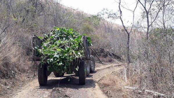 Manejo control buchón agua materiales flotantes embalse proyecto Ituango
Manejo y control buchón de agua y materiales flotantes embalse proyecto Ituango
Fecha: Mayo 3 2019
Para descargar esta fotografía en alta resolución, haga clic sobre la imagen hasta que la misma se despliegue en la pantalla completa; luego dé clic derecho y elija la opción "guardar imagen como". 
En caso de publicación por cualquier medio, solicitamos acompañarla del crédito: "Foto EPM"
Palabras clave: Manejo control buchón agua materiales flotantes embalse proyecto Ituango