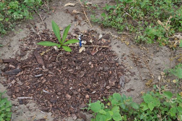 Compensación proyecto hidroeléctrico Ituango
Compensación proyecto hidroeléctrico Ituango
Fecha: Noviembre 29 2019
Para descargar esta fotografía en alta resolución, haga clic sobre la imagen hasta que la misma se despliegue en la pantalla completa; luego dé clic derecho y elija la opción "guardar imagen como". 
En caso de publicación por cualquier medio, solicitamos acompañarla del crédito: "Foto EPM"
Palabras clave: Compensación proyecto hidroeléctrico Ituango