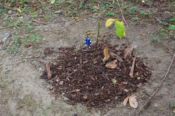 Compensación proyecto hidroeléctrico Ituango
Compensación proyecto hidroeléctrico Ituango
Fecha: Noviembre 29 2019
Para descargar esta fotografía en alta resolución, haga clic sobre la imagen hasta que la misma se despliegue en la pantalla completa; luego dé clic derecho y elija la opción "guardar imagen como". 
En caso de publicación por cualquier medio, solicitamos acompañarla del crédito: "Foto EPM"
Palabras clave: Compensación proyecto hidroeléctrico Ituango