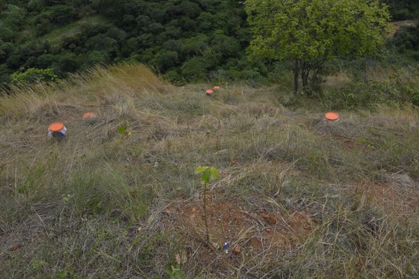 Compensación proyecto hidroeléctrico Ituango
Compensación proyecto hidroeléctrico Ituango
Fecha: Noviembre 29 2019
Para descargar esta fotografía en alta resolución, haga clic sobre la imagen hasta que la misma se despliegue en la pantalla completa; luego dé clic derecho y elija la opción "guardar imagen como". 
En caso de publicación por cualquier medio, solicitamos acompañarla del crédito: "Foto EPM"
Palabras clave: Compensación proyecto hidroeléctrico Ituango