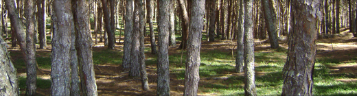 Programa fomento Forestal
Programa fomento Forestal.
Fecha: Octubre 10 2019.
Para descargar esta fotografía en alta resolución, haga clic sobre la imagen hasta que la misma se despliegue en la pantalla completa; luego dé clic derecho y elija la opción "guardar imagen como". 
En caso de publicación por cualquier medio, solicitamos acompañarla del crédito: "Foto EPM"
Palabras clave: Programa fomento Forestal