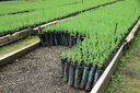 Vivero_Piedras_Blancas4.jpg