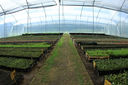 Vivero_Piedras_Blancas6.jpg