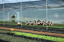 Vivero_Piedras_Blancas8.jpg