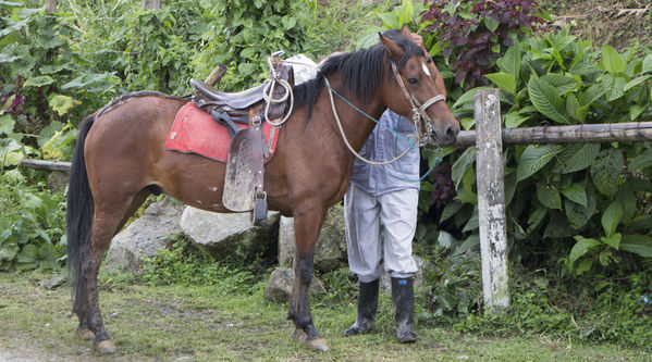 Socialización Ramal Caldas-Amagá
Socialización Ramal Caldas-Amagá
Fecha: Septiembre 10 de 2016
Para descargar esta fotografía en alta resolución, haga clic sobre la imagen hasta que la misma se despliegue en la pantalla completa; luego dé clic derecho y elija la opción "guardar imagen como". 
En caso de publicación por cualquier medio, solicitamos acompañarla del crédito: "Foto EPM"
Palabras clave: Socialización Ramal Caldas Amagá